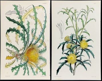 Curtis - Pair of Dryandra Prints (Native to Western Australia)