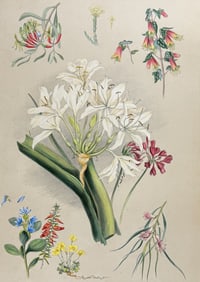 Angas, Australia - South Australian Botany, Native Flowers
