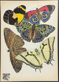 Seguy  - Butterfly or Moth Pochoir. 12