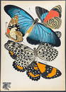 Seguy  - Butterfly or Moth Pochoir. 11