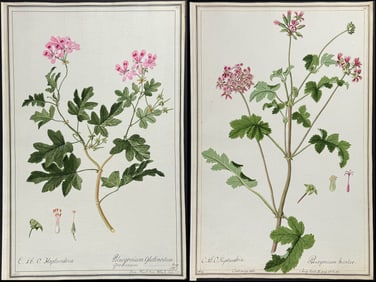 6 Original Watercolors of Pink Flowers