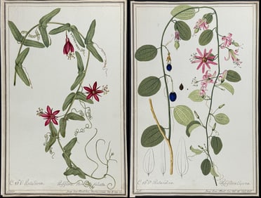 3 Original Watercolors of Passion Flowers