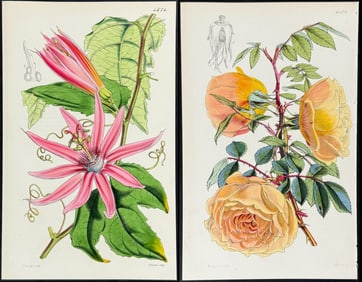 Curtis - 3 Botanical Prints: Rose, Amaryllis, Passion Flower