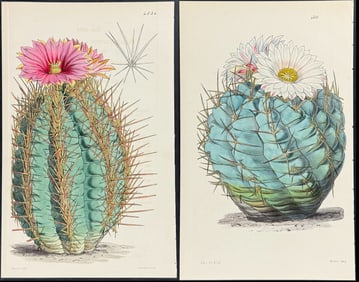Curtis - 3 Cactus Prints