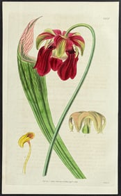 Curtis - Carnivorous Plant: Red Side-Saddle Flower. 3575