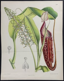 Curtis - Carnivorous Plant: Pitcher Plant (Nepenthes Curtisii). 7138