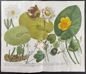 Weinmann - Lotus or Water Lily. 761