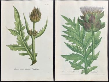 Weinmann - Pair of Artichoke Engravings