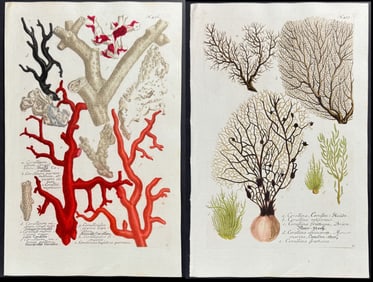 Weinmann - 3 Coral Engravings
