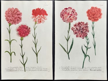 Weinmann - 4 Carnation Engravings