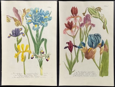 Weinmann - 4 Iris Engravings