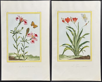 Buchoz - 4 Flower & Insect Engravings
