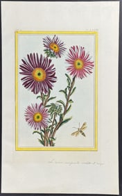 Buchoz - Livingstone Daisy & Insect. 81