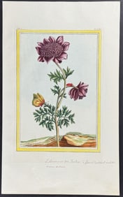Buchoz - Anemone & Butterfly. 65