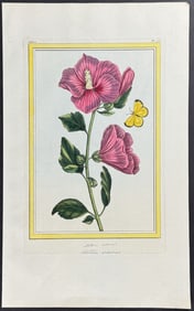 Buchoz - Hollyhock (Alcea) & Butterfly. 51