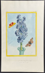 Buchoz - Hyacinth & Moths. 23