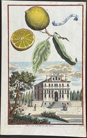 Volckamer - Lemon (Limon da Canea). 85