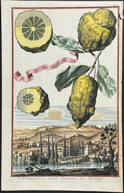 Volckamer - Citrus Fruit (Cedrati musciati). 61