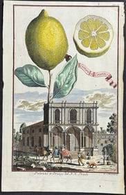 Volckamer - Lemon (Limon a Laura). 81