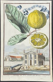 Volckamer - Lemon (Limon di fio doppio). 91