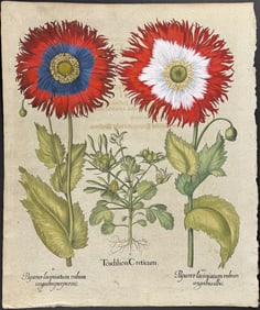 Besler - Poppy (Papaver laciniatum & Tordilion Creticum)