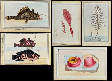 Nodder - 7 Sea Life Watercolors
