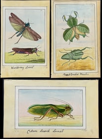 Nodder - 5 Mantis or Locust Watercolors
