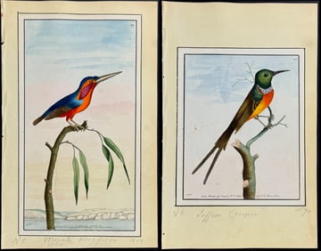 Nodder - 10 Bird Watercolors