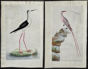 Shaw & Nodder, On Vellum - Pair of Shore or Water Bird Engravings