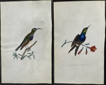 Shaw & Nodder, On Vellum - Pair of Hummingbird & Creeper Engravings