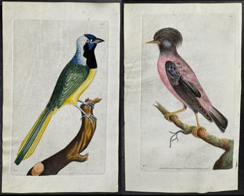 Shaw & Nodder, On Vellum - Pair of Jay & Ouzel Engravings
