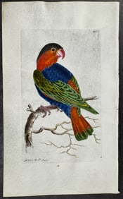 Shaw & Nodder, On Vellum - Parrot. 633