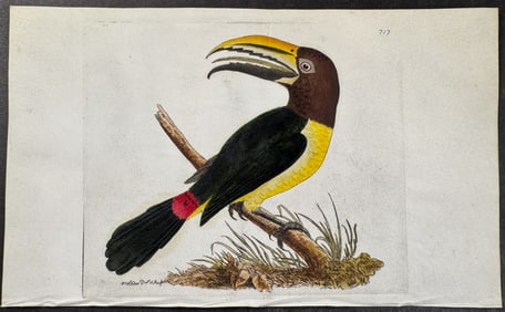 Shaw & Nodder, On Vellum - Green Toucan. 717