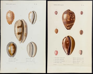 Kiener - 7 Shell Engravings