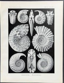 Haeckel - Nautilus Shell; Ammonitida. 44