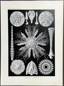 Haeckel - Sanddollar; Echinidea. 60