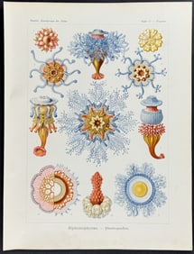 Haeckel - Hydrozoans; Siphonophorae. 17