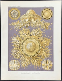 Haeckel - Jellyfish; Discomedusae. 28