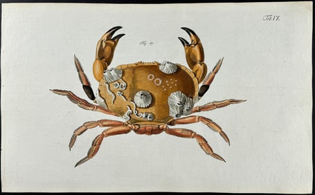 Herbst - Crab. 9