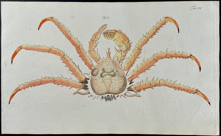 Herbst - Crab. 15