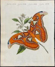 Bertuch - Atlas Moth. 28