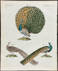 Bertuch - Peacock. 36