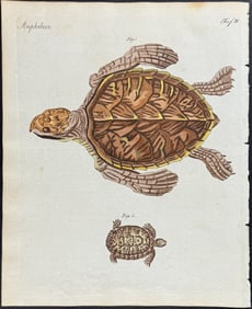 Bertuch - Sea Turtle. 2