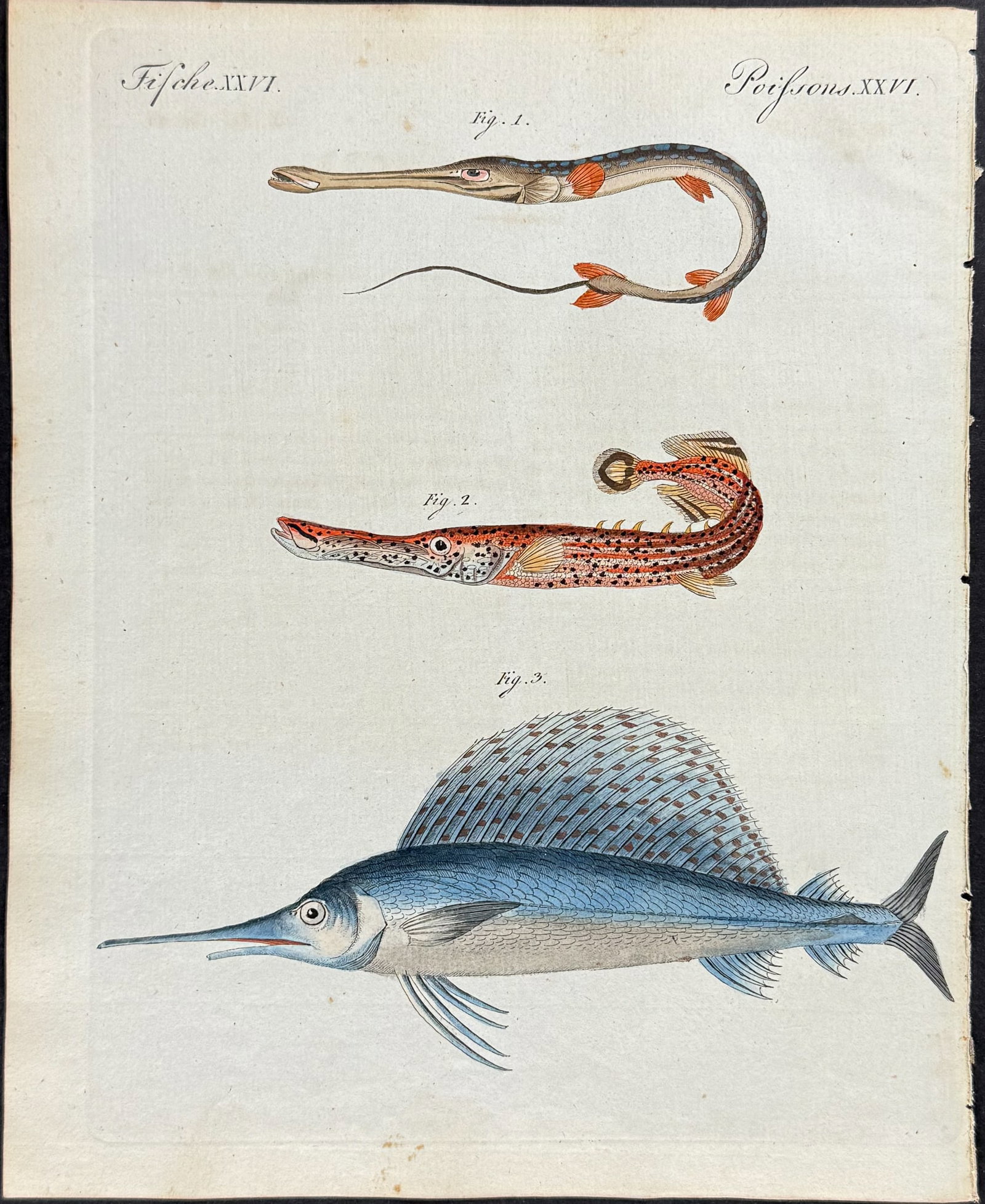 Bertuch - Sailfish & Trumpetfish. 26: This attractive originally hand-colored engraving is from Friedrich Justin Bertuch's Bilderbuch fur Kinder enthaltend eine angenehme Sammlung von Thieren, Pflanzen, Blumen, Fruchten, Mineralien, Trach
