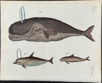 Bertuch - Whale & Dolphins. 1