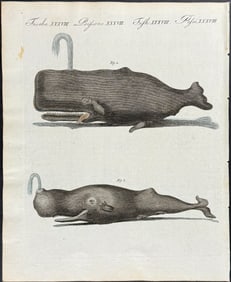 Bertuch - Whales. 38