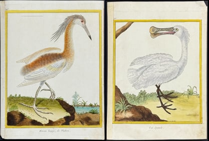 Martinet & Buffon - 3 Shore Bird Engravings (Spoonbill, Heron)