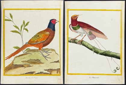 Martinet & Buffon - 5 Bird Engravings (Pigeon or Dove, Pheasant, Roller, Woodpecker, Bird of