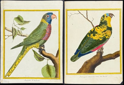 Martinet & Buffon - 6 Parrot Engravings