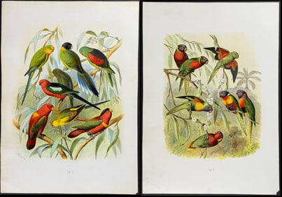 Reichenow - Pair of Parrot & Lory Lithographs